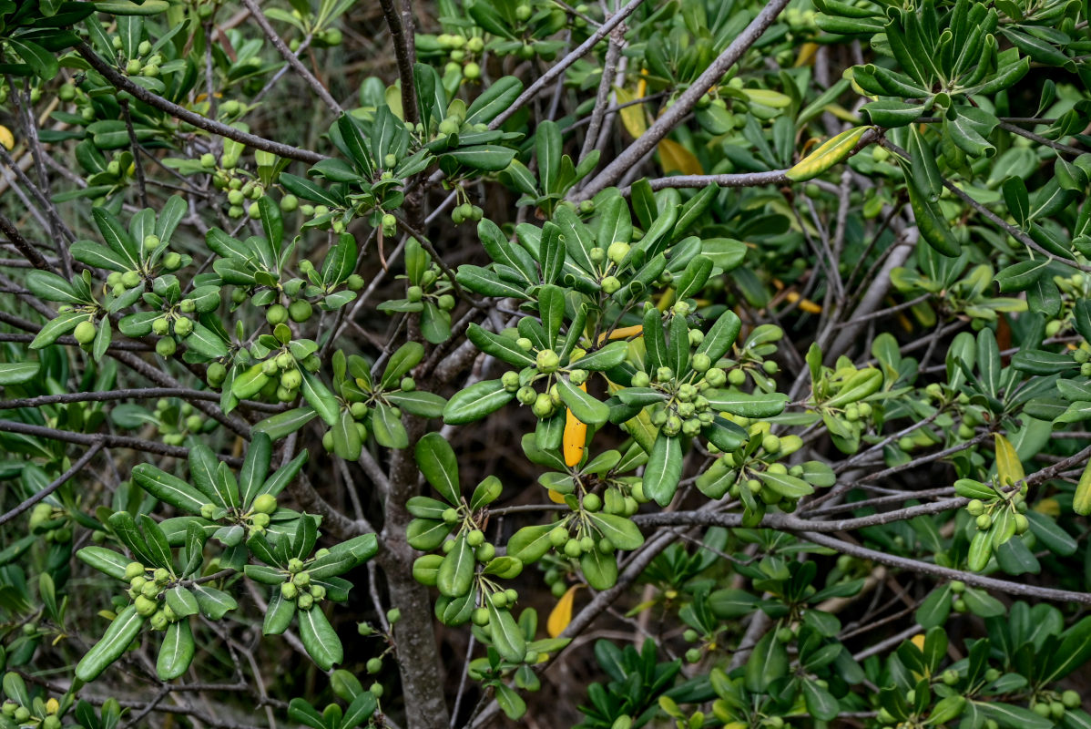 Image of Pittosporum tobira specimen.