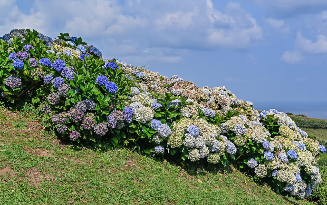 Изображение особи Hydrangea macrophylla.