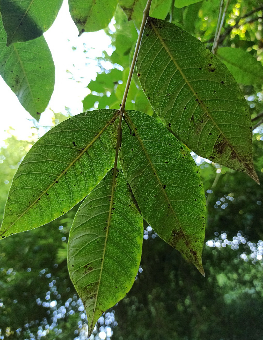 Изображение особи Toxicodendron vernicifluum.