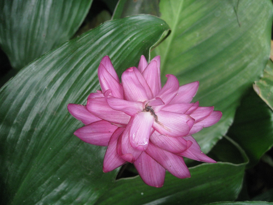 Изображение особи Неопознанный вид.