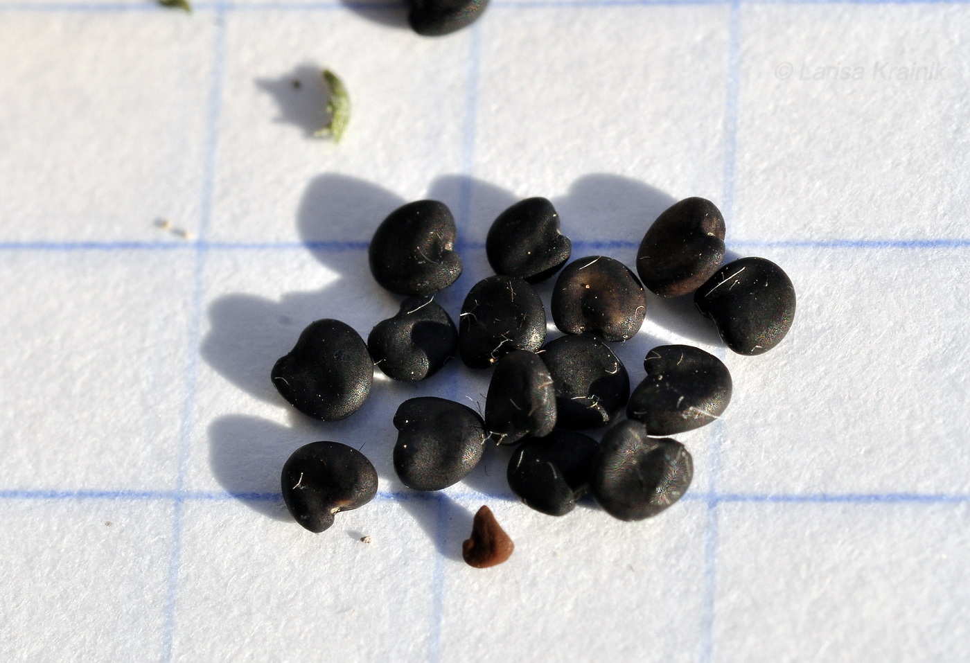 Изображение особи Oxytropis revoluta.