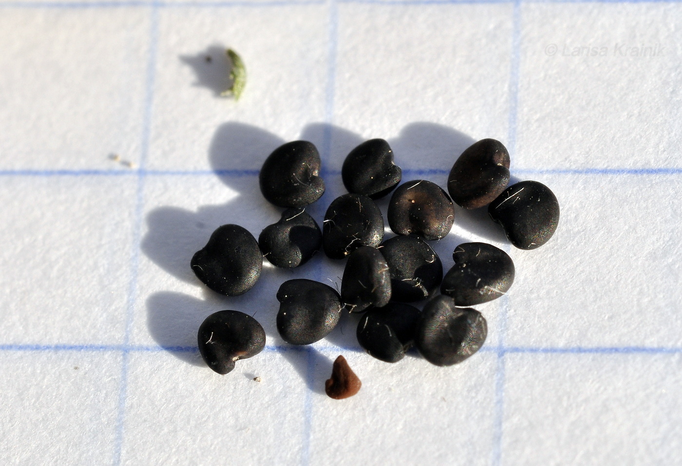 Image of Oxytropis revoluta specimen.