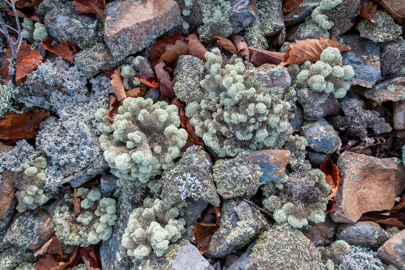Image of Cladonia stellaris specimen.