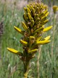 Asphodeline lutea