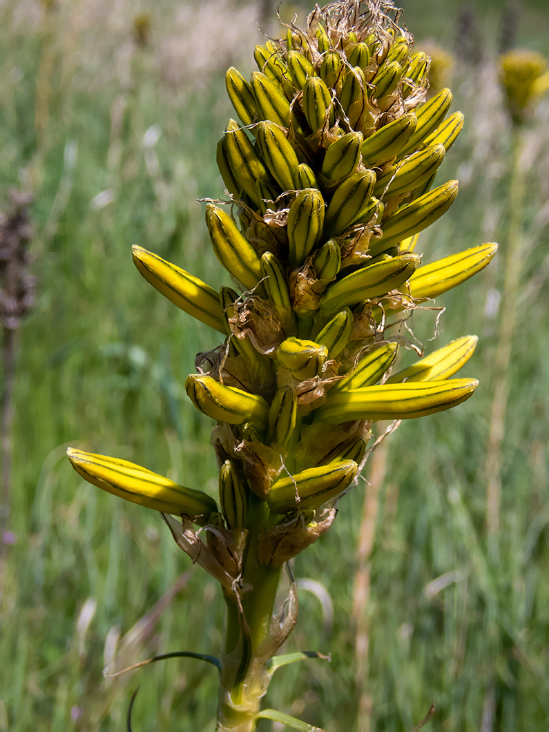 Image of Asphodeline lutea specimen.