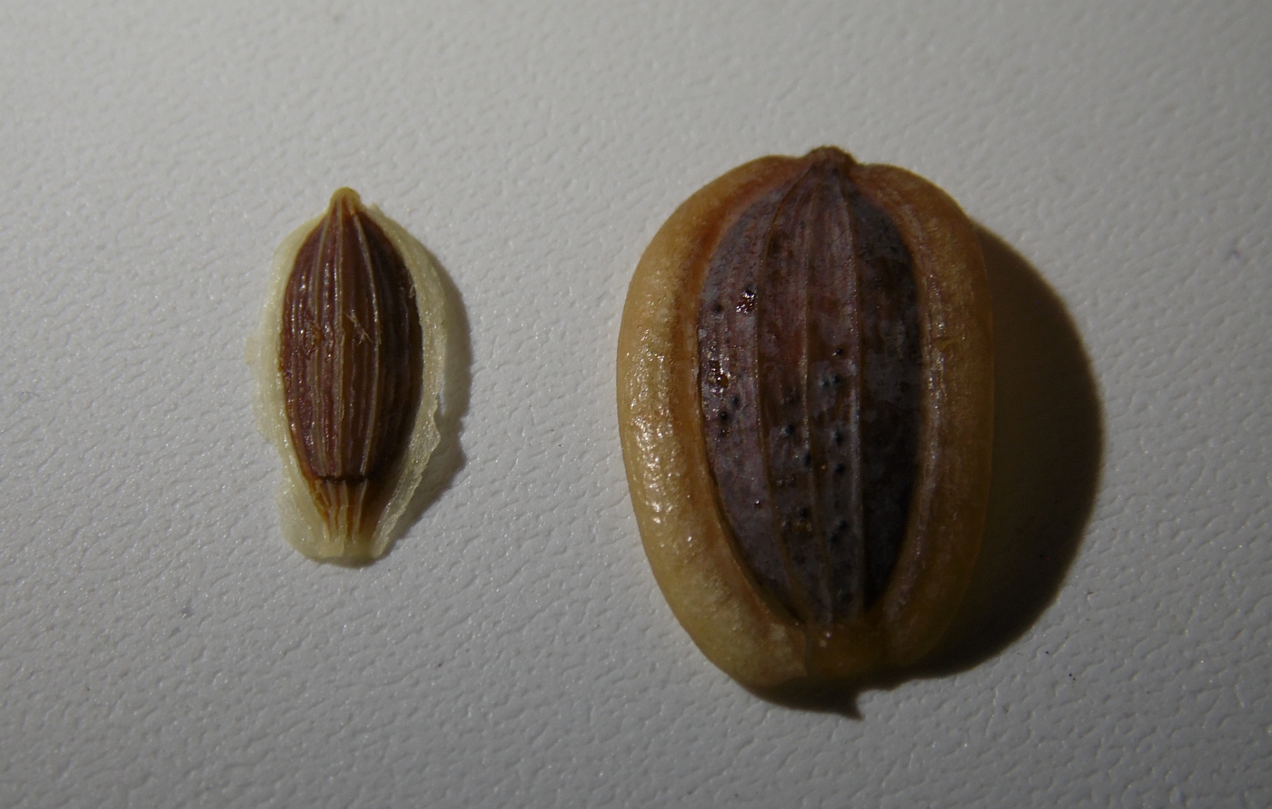 Изображение особи род Lomatium.