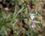 Lappula barbata. Верхушка веточки с развивающимися соцветиями. Крым, окр. г. Судак, западный склон горы Ай-Георгий, щебнистый слабо задернованный склон, рядом с Juniperus excelsa. 25.04.2025.