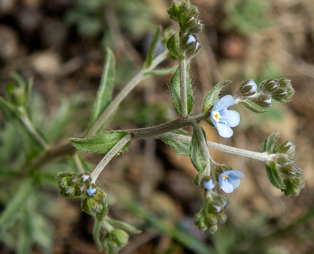 Изображение особи Lappula barbata.