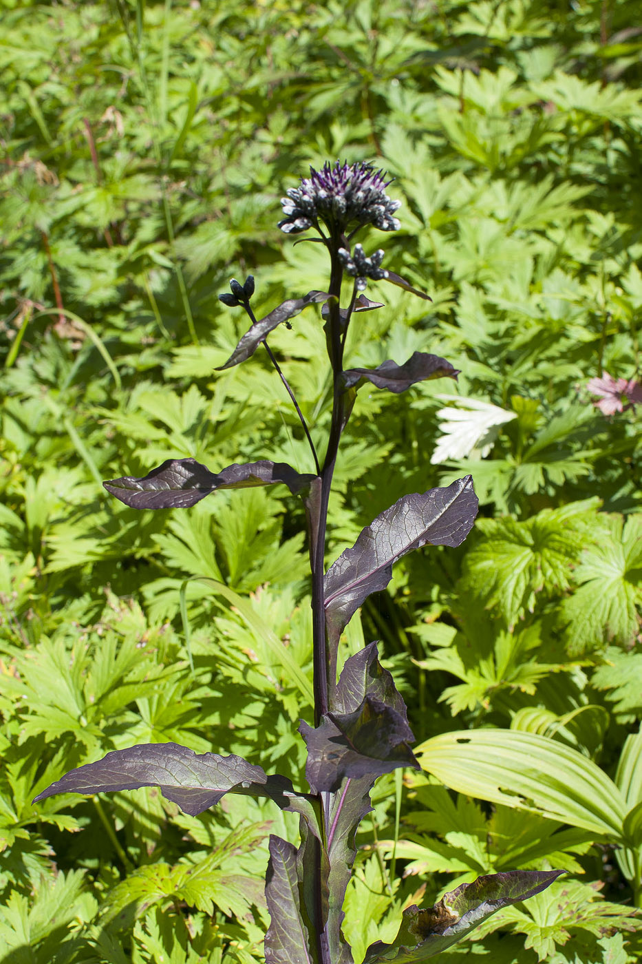 Изображение особи Saussurea parviflora.