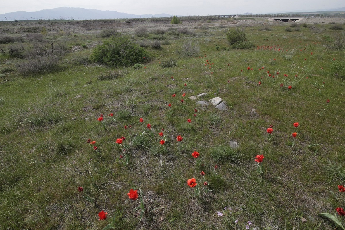 Изображение особи Tulipa greigii.