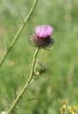 род Carduus. Соцветие. Грузия, край Самцхе-Джавахети, Аспиндзский муниципалитет, ур. Тавкветула, горный луг. 29 мая 2025 г.