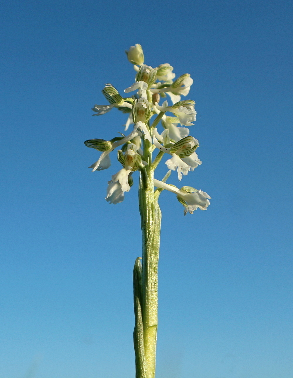 Изображение особи Anacamptis morio ssp. caucasica.