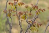 Ailanthus altissima. Ветви с молодыми побегами. Дагестан, Кумторкалинский р-н, бархан Сарыкум, закрепленные пески у основания бархана. 28.04.2026.
