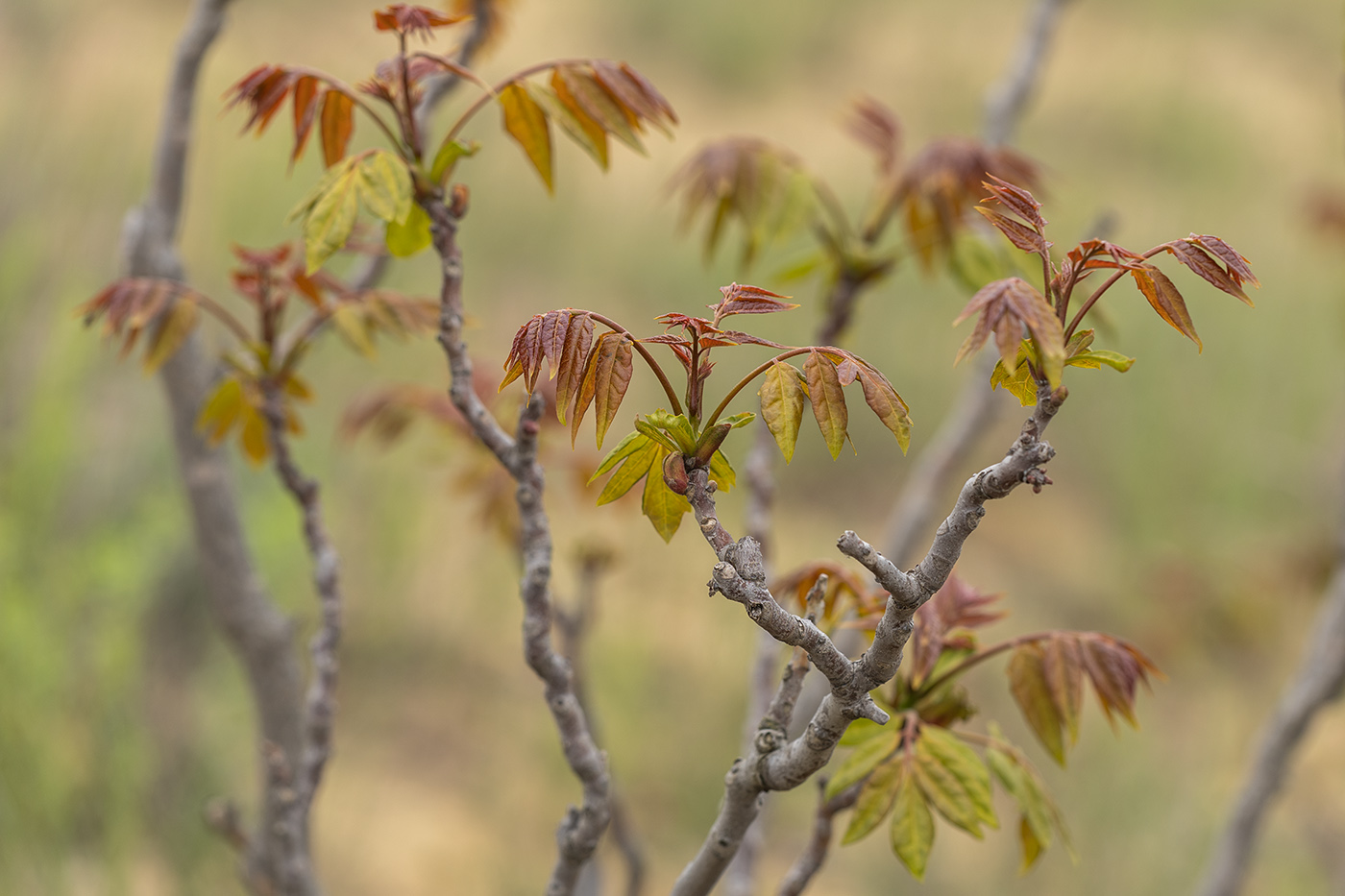 Изображение особи Ailanthus altissima.