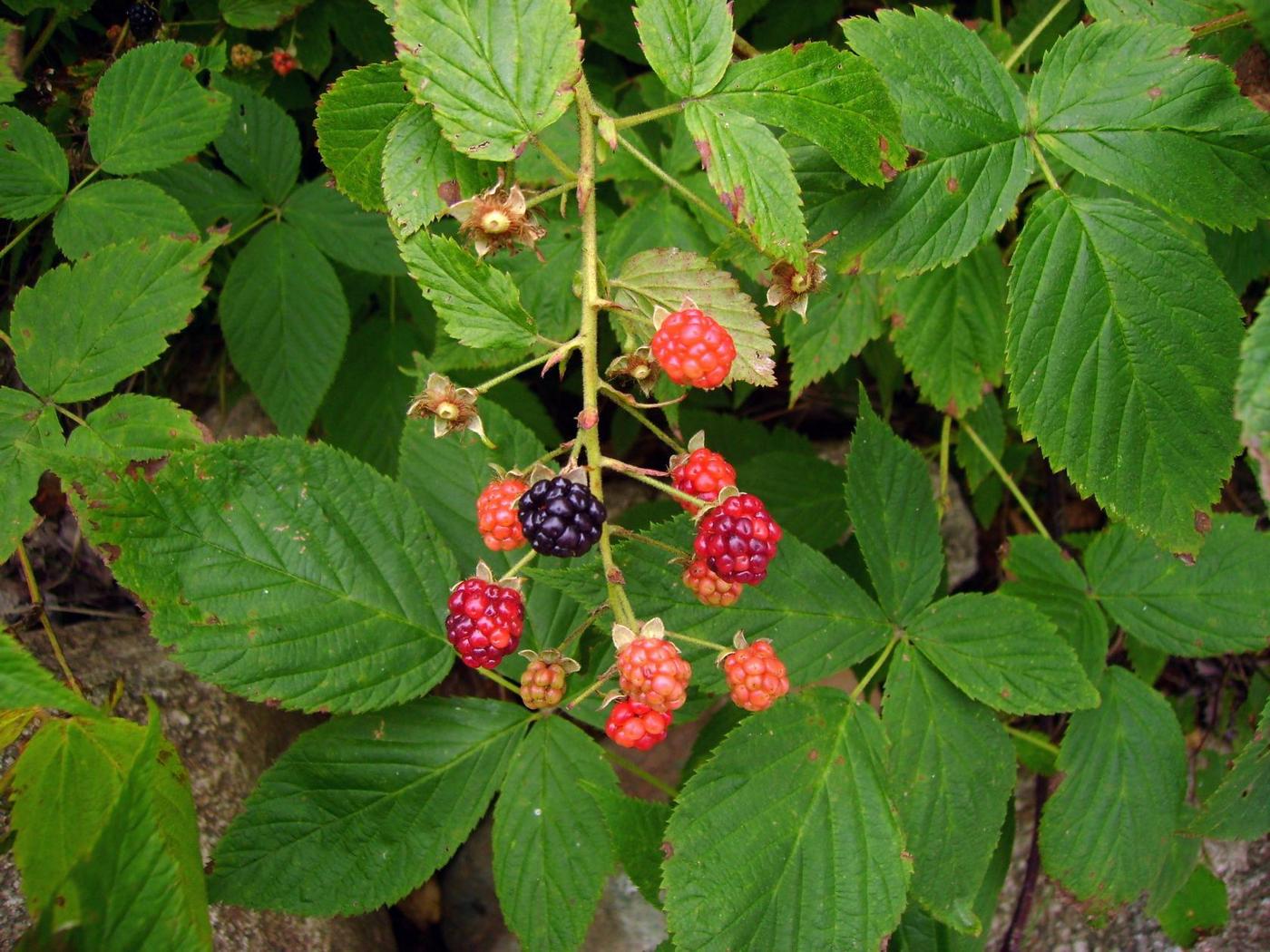 Image of Rubus bifrons specimen.
