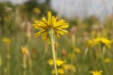 Scorzonera villosa