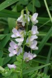 Vicia sylvatica. Соцветие с кормящимся шмелем. Московская обл., г. о. Пущино, березовый лес в окрестностях города. 23.06.2026.