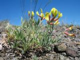 genus Oxytropis. Цветущее растение. Казахстан, Восточно-Казахстанская обл, Зайсанский р-н; Саур-Тарбагатай, сев. макросклон вост. части хр. Манрак, пер. Шиликты, ≈ 800 м н.у.м., щебнистая сопка. 12 мая 2026 г.