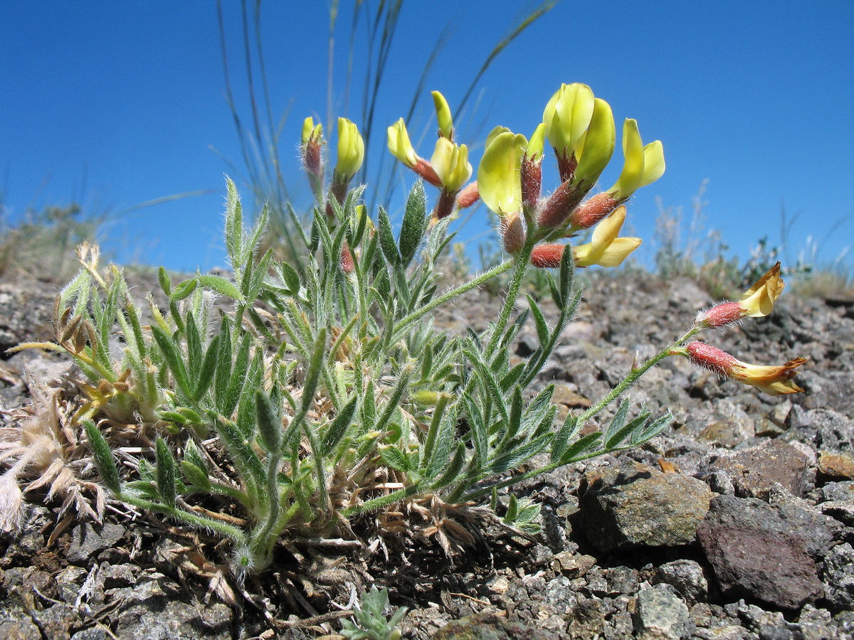 Image of genus Oxytropis specimen.