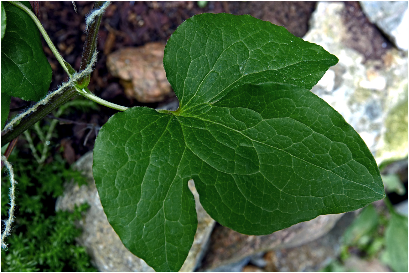 Image of Clematis × jackmanii specimen.