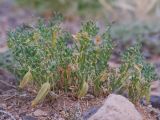 Zygophyllum kopalense. Плодоносящее растение. Казахстан, Алматинская обл., хр. Торайгыр, щебнистая пустыня. 11 июня 2026 г.