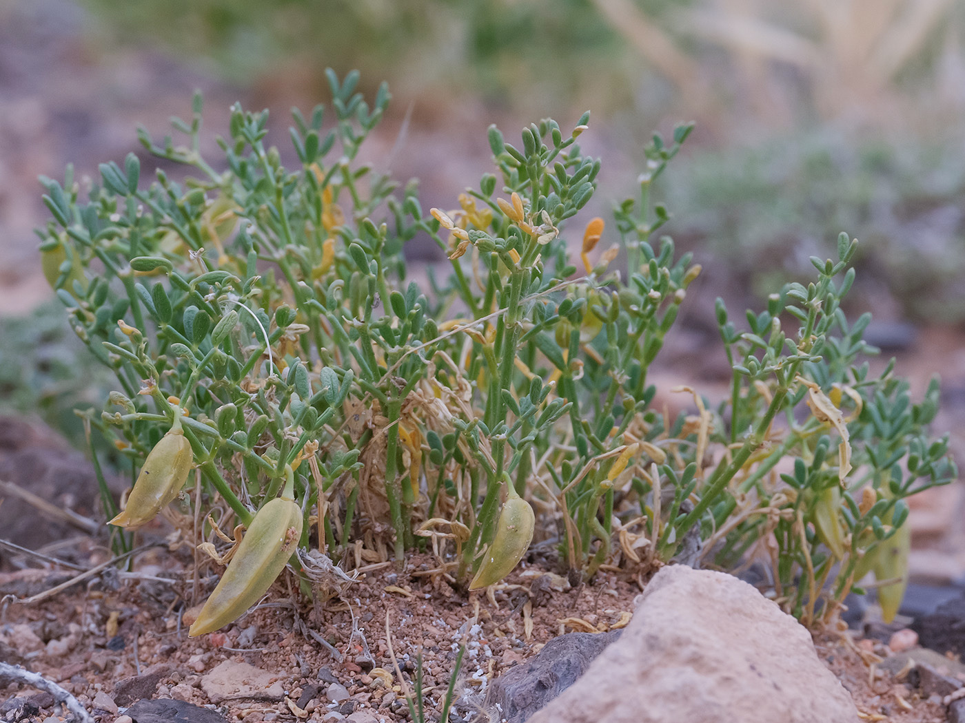 Image of Zygophyllum kopalense specimen.