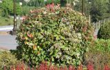 род Photinia