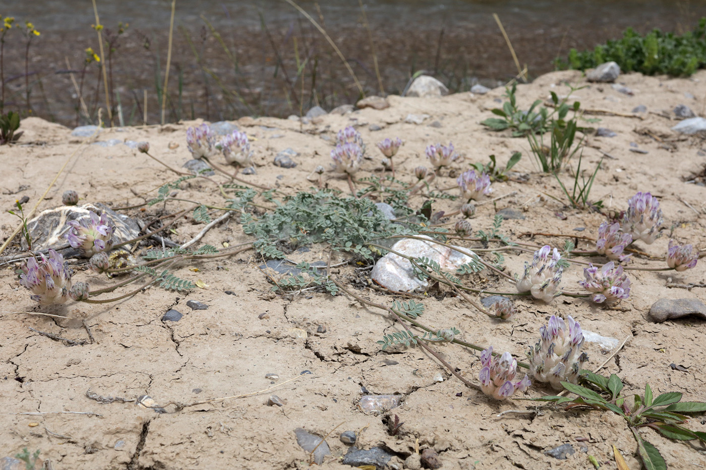 Image of Astragalus nivalis specimen.