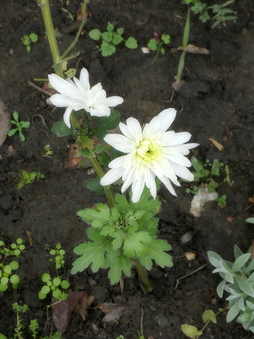 Image of Chrysanthemum indicum specimen.