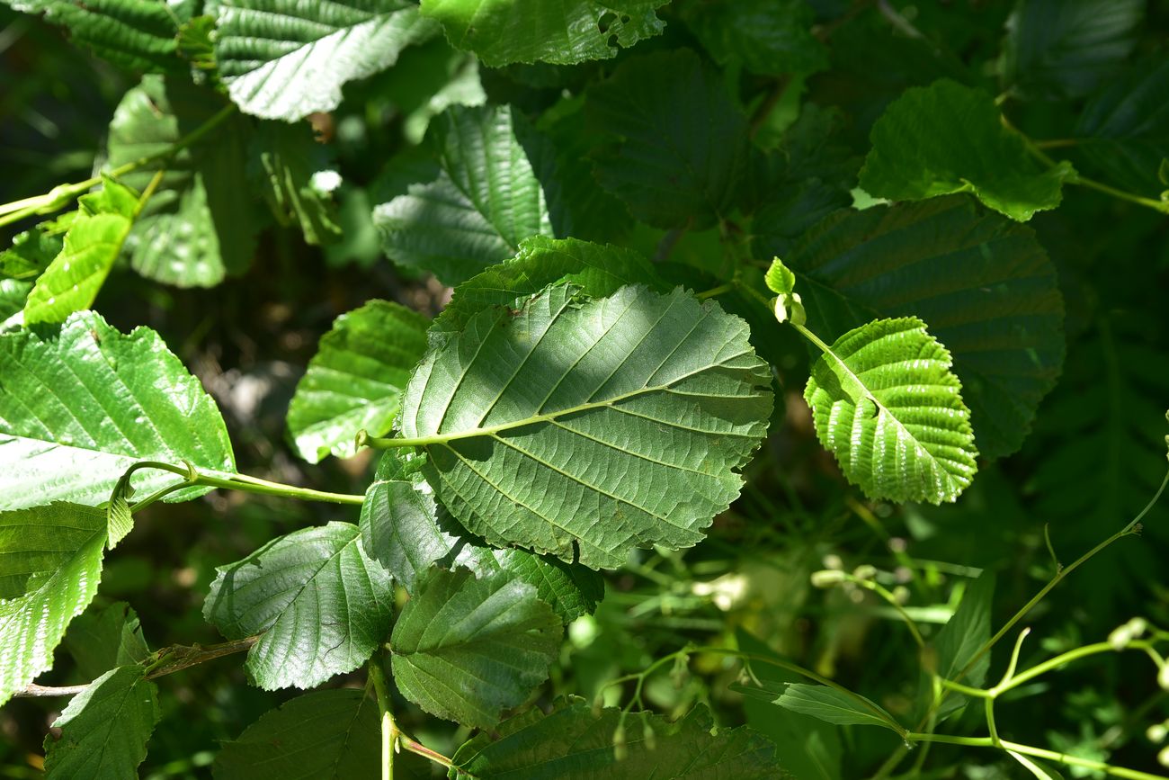 Image of Alnus barbata specimen.