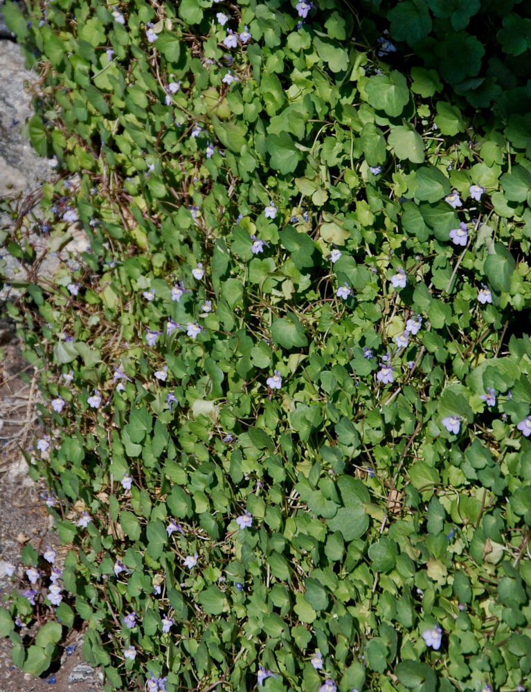 Изображение особи Cymbalaria muralis.