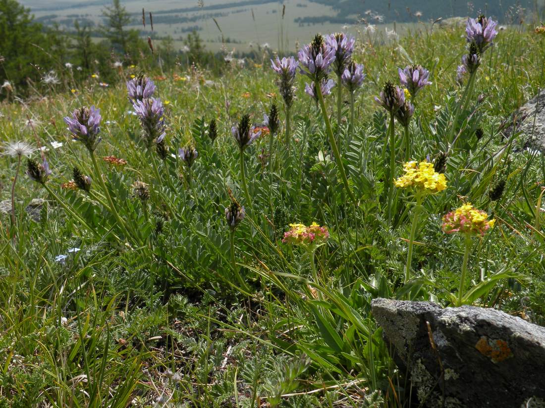 Изображение особи Astragalus austrosibiricus.