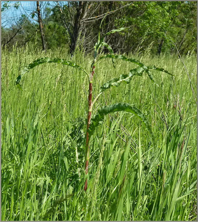 Изображение особи Rumex crispus.