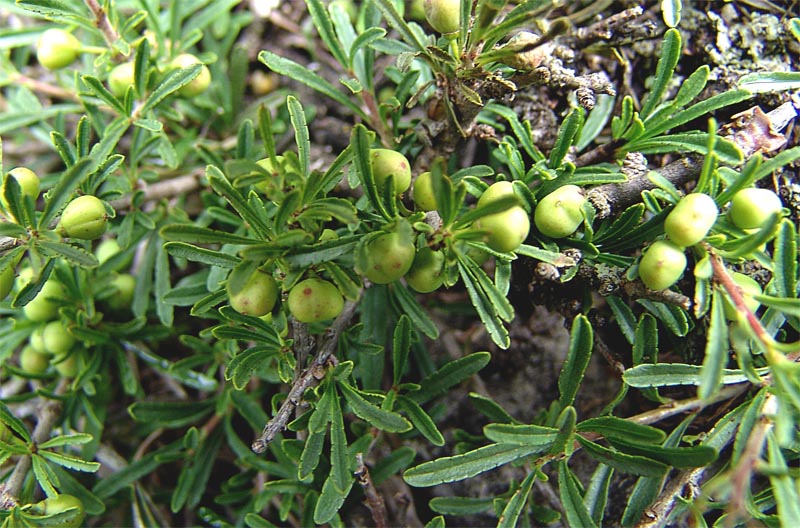 Image of Rhamnus erythroxyloides specimen.