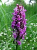 View full-size image Dactylorhiza incarnata