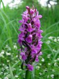 Dactylorhiza incarnata