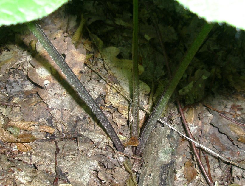 Image of Trachystemon orientalis specimen.