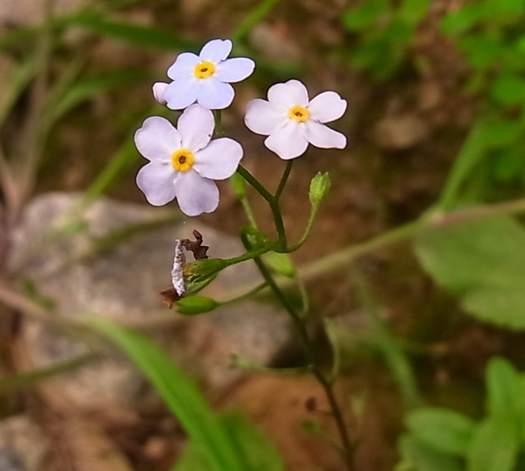 Image of genus Myosotis specimen.