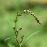 Persicaria hydropiper. Соцветие. Республика Татарстан, национальный парк \"Нижняя Кама\". 14.08.2011.