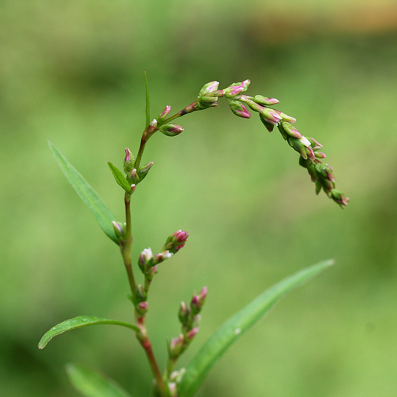 Image of Persicaria hydropiper specimen.