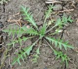 Capsella bursa-pastoris