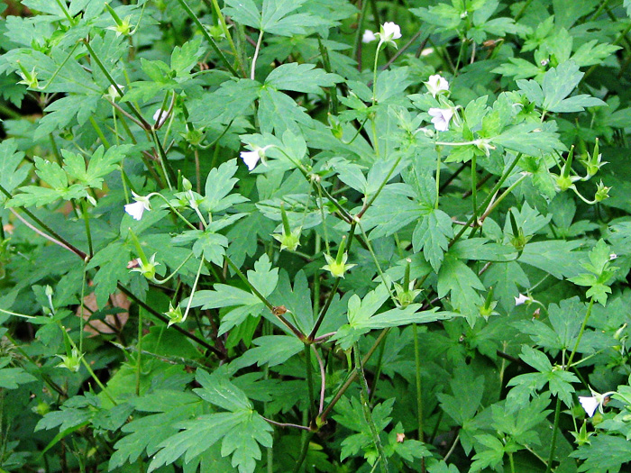 Image of Geranium sibiricum specimen.