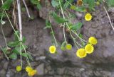 Pulicaria dysenterica. Верхушки побегов с соцветиями. Черноморское побережье Кавказа, щель Прасковеевская, подмытый берег р. Джанхот. 24.08.2011.