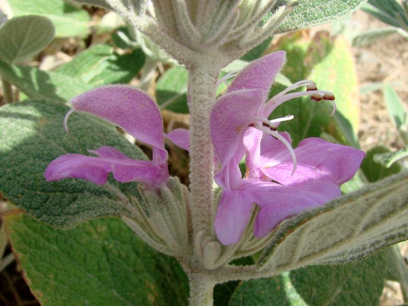 Image of Phlomis thapsoides specimen.