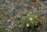 Chamaerhodos grandiflora