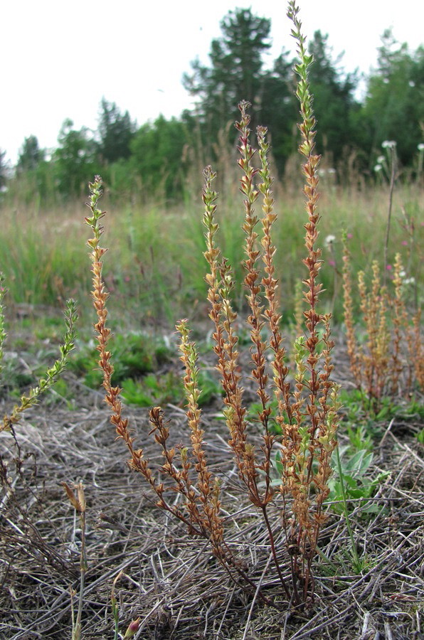 Image of Veronica verna specimen.