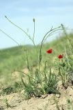 семейство Apiaceae