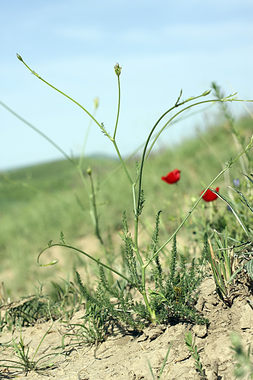 Изображение особи семейство Apiaceae.