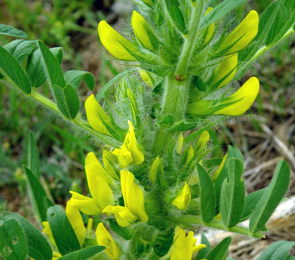 Изображение особи Astragalus sieversianus.