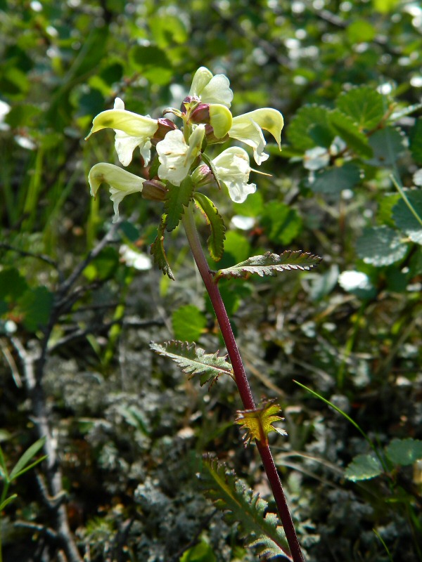 Изображение особи Pedicularis lapponica.